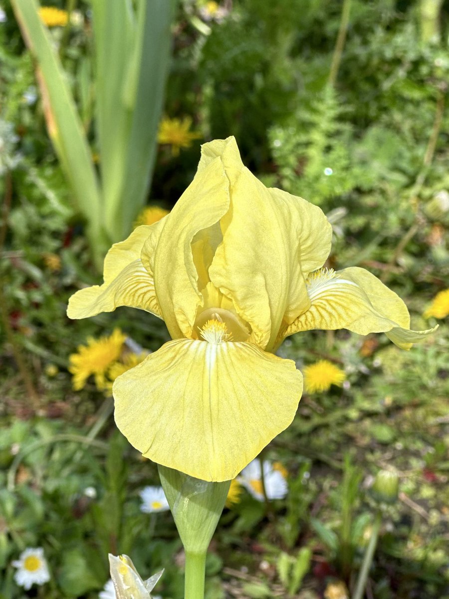 IB Iris ‘Langport Song’ building up for future sales, a little slower than the rest of the Langports here we find this colour in Iris slower as a rule anyhow. #intermediateiris #langportsong #langportirises #fieldgrown #beardedirises #irises #iris #britishgrown