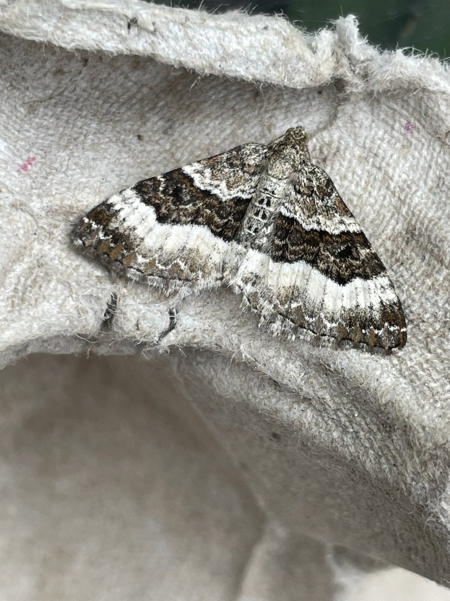 Common Carpet. Moth diversity is starting to pick up heading into May #MothsMatter
