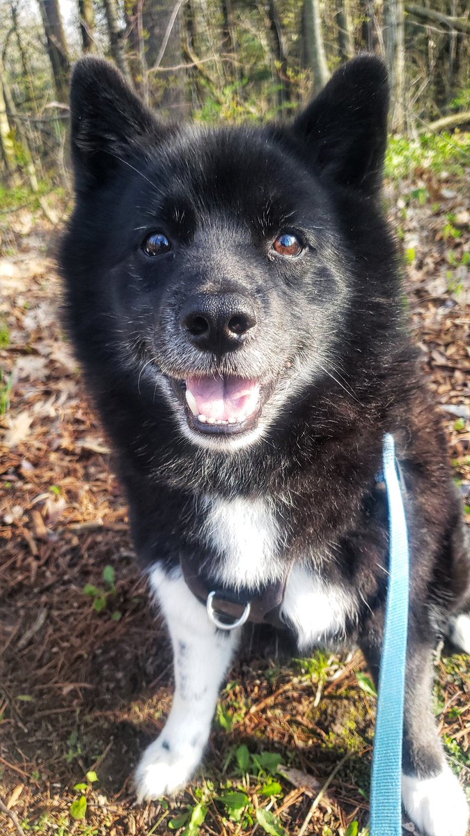 I told Riggs today is #wontlookWednesday and this was his response! 🤣❤🐾🐶🐕❤ #rebel #pomsky #smilingdogs #walkinthedoginwhitby #walkinthedog #woofwoofWednesday #HappyHumpDay