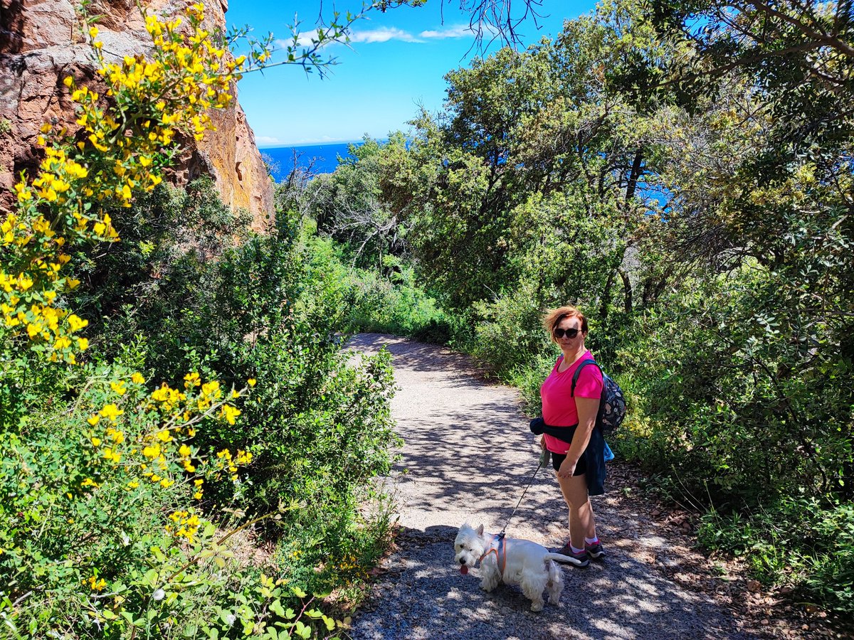 vadrouilleurs's tweet photo. Du bleu, du vert, du rouge ... voilà les magnifiques couleurs de l'#Esterel à découvrir lors d'une randonnée au #CapDramont 😍
On en parle là : https://t.co/V03rSE8TOT
#VisitEsterel #ExperienceCotedAzur #CotedAurFrance #BaladeSympa #MagnifiqueFrance #FranceMagique https://t.co/NJujreJvNm