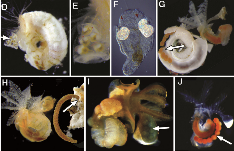 Very nice to see this paper on spirobid evolution by Greg Rouse @Scripps_Ocean, @ElenaKupriyano5, and biologica CEO Tara MacDonald biologica.ca/about-us/staff/ mdpi.com/1424-2818/16/4…