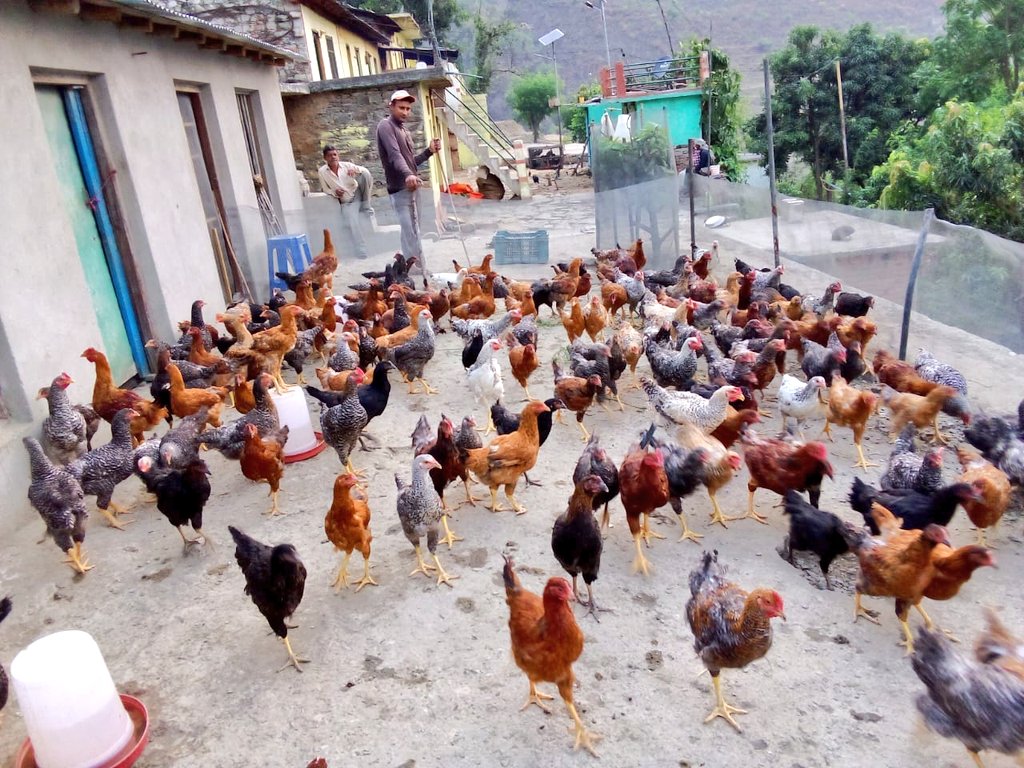 Exciting progress in Barakot ! Farmer Shri Diwan Ram is pioneering integrated farming by combining poultry and fish rearing. With 500 indigenous chickens, he's leading the way towards sustainable aquaculture driving rural development. #champawat #fish #IntegratedFarming