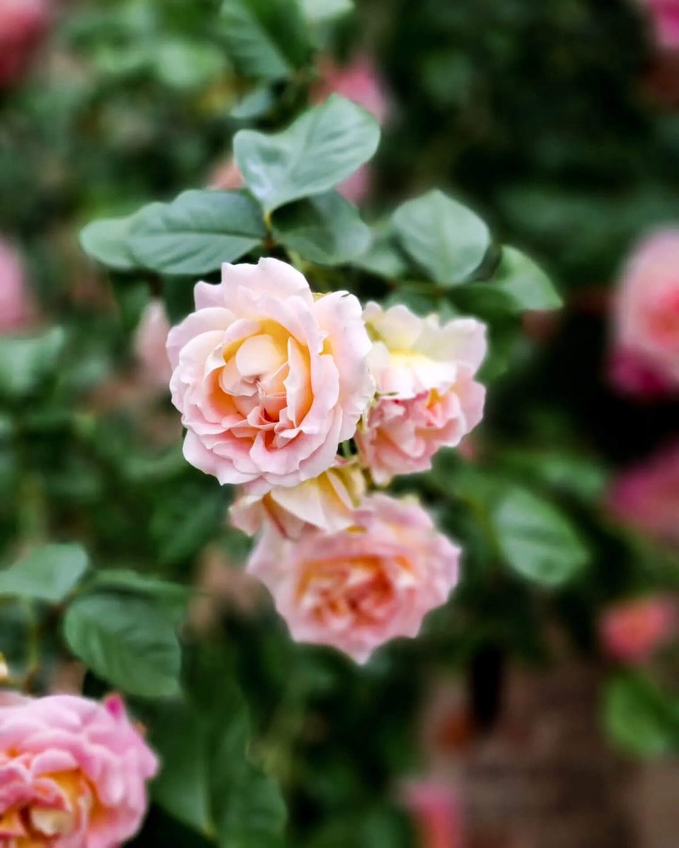 La rosa non è rossa è appena rosa - è senza tinta se a tratti è scossa dal sussulto della tua assenza che non chiede colore non misura distanza - è soltanto dolore in qualche angolo della stanza Toti Scialoja