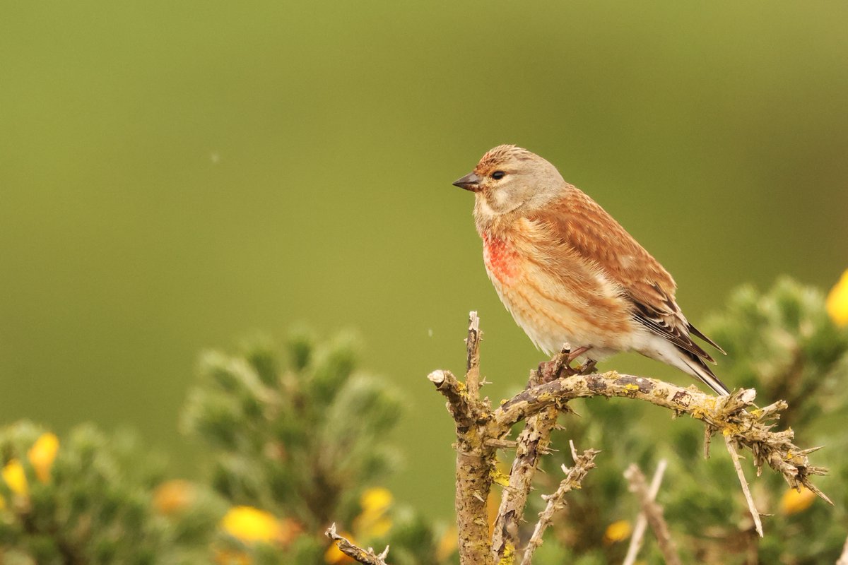 Bore Da Bawb - Good Morning All Llinos ar ddydd Llun yn Nhrwyn yr As Fach Linnet on Monday at Nashpoint #glambirds Cariad mawr o Gymru! Much love from Cymru! ❤️🏴󠁧󠁢󠁷󠁬󠁳󠁿