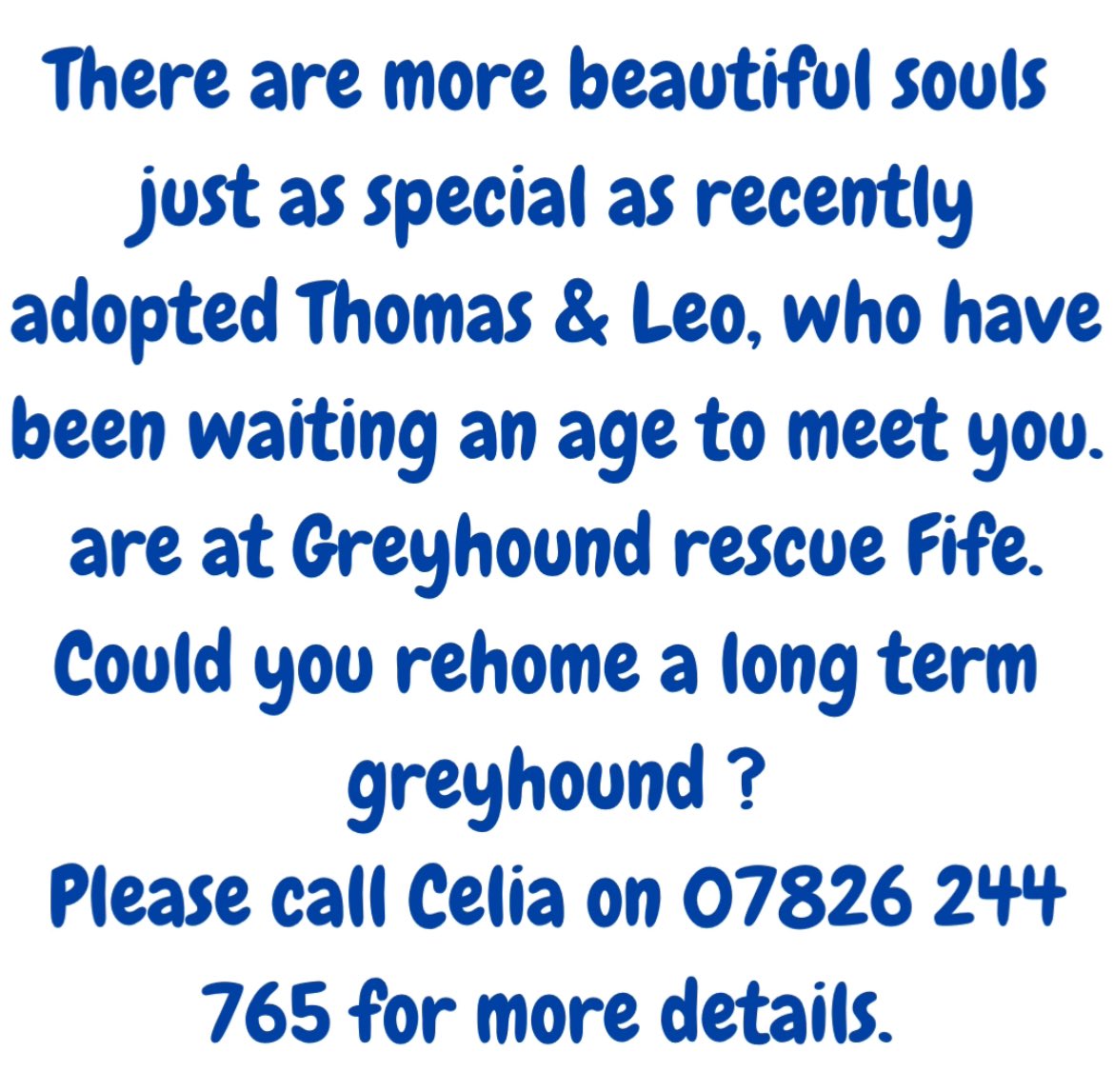 We never give up on our #Greyhounds waiting for a home. Long termer’s Thomas & Leo both found adopters who took a chance on them. Now it’s Bob, Matt,Netty, Reece, Ruby & Scouts turn. All beautiful souls waiting over a yr in rescue. Take a chance, please ☎️Celia on 07826 244765 🤞🏽