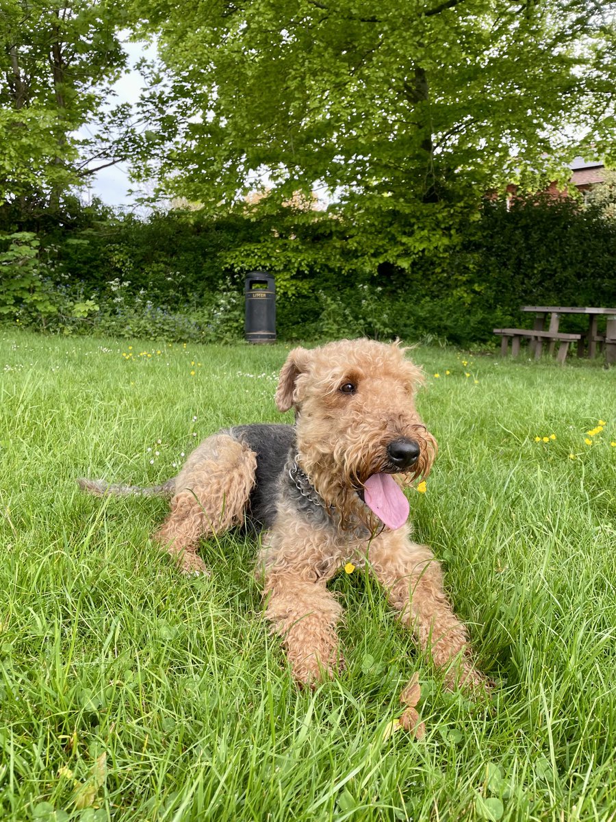 It’s another warm day and I’m a bit fluffy. So I just had to do a Dudders on this morning’s walk. ⁦@BletchleyBark⁩