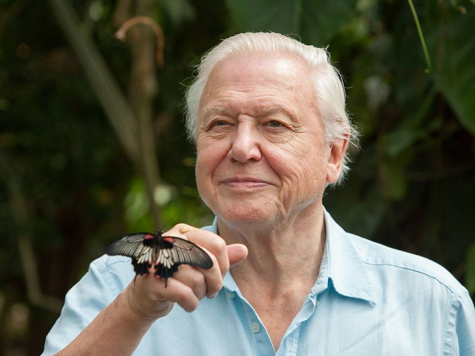 Happy 98th Birthday to our President, the legendary Sir David Attenborough 🎂🦋

Thank you for being an inspiration to millions across the globe.