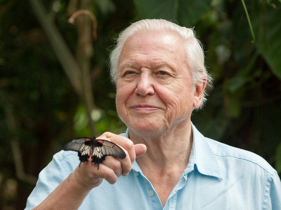 savebutterflies's tweet photo. Happy 98th Birthday to our President, the legendary Sir David Attenborough 🎂🦋

Thank you for being an inspiration to millions across the globe. https://t.co/dSStncNieT