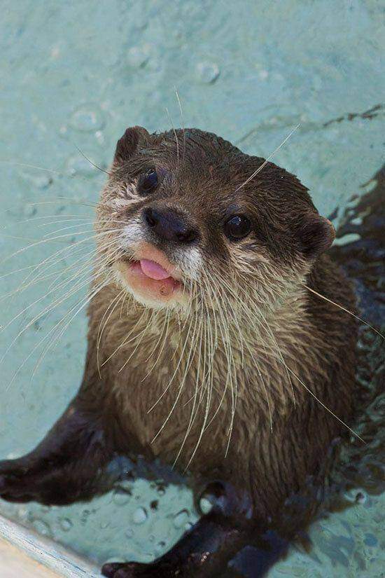 Show me you cute Otter  pics! I want a fur baby, but waiting till I’m out of my apartment.