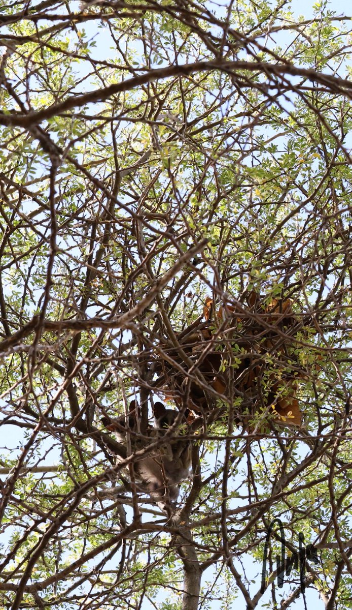 Good morning or is it sleep well for these two 😁 #bushbabies #photography #nature #wildlife #outdoors #goedemorgen #garden #Francistown #Botswana #Africa