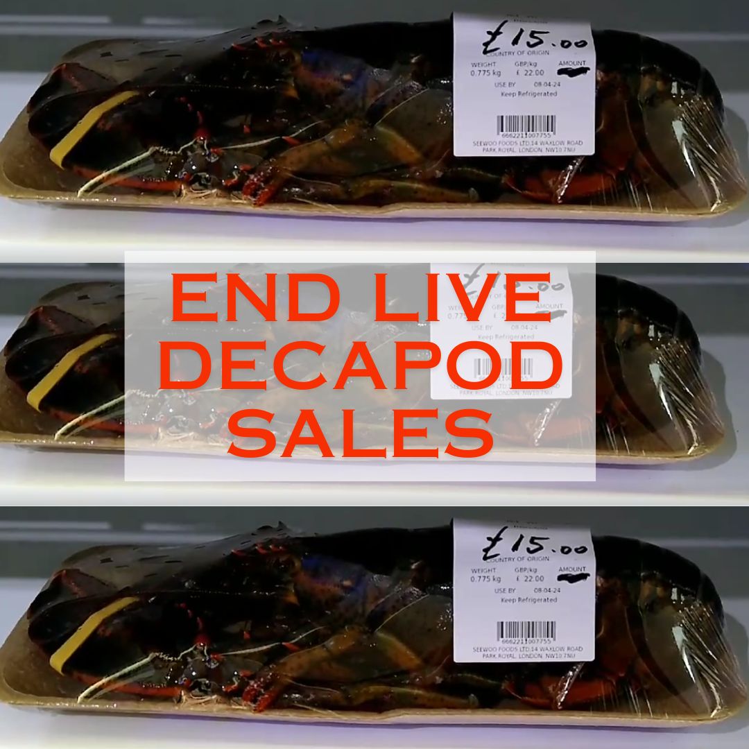 Decapod crustaceans are subjected to inhumane treatment, and sold live to the general public. Read our latest blog to discover more about our campaign with supermarkets and their welfare policies. Urge @sainsburys @asda @aldiuk to not sell live decapods. buff.ly/3QBuLLR