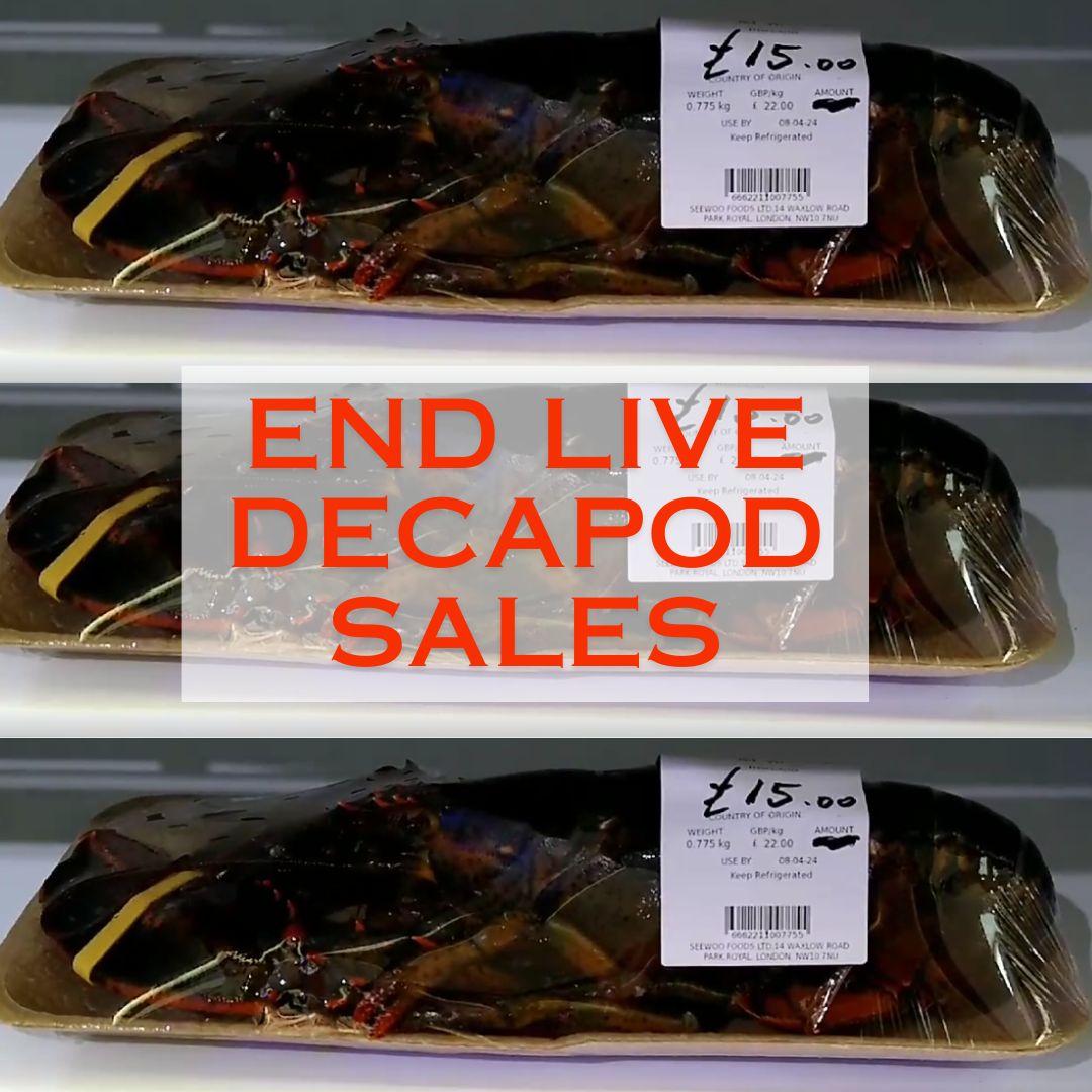 Decapod crustaceans are subjected to inhumane treatment, and sold live to the general public. Read our latest blog to discover more about our campaign with supermarkets and their welfare policies. Urge <a href="/sainsburys/">Sainsbury's</a> <a href="/asda/">Asda</a> @aldiuk to not sell live decapods. buff.ly/3QBuLLR