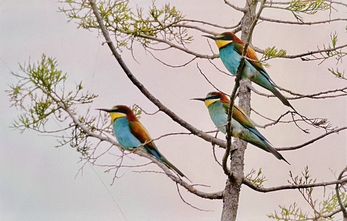 Nature pic for today: a trio of Bee-eaters here in Jerusalem