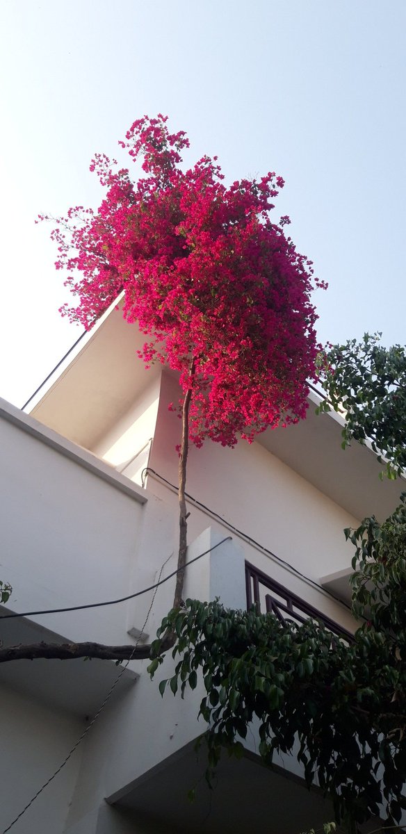 Flower Media- Bougainville