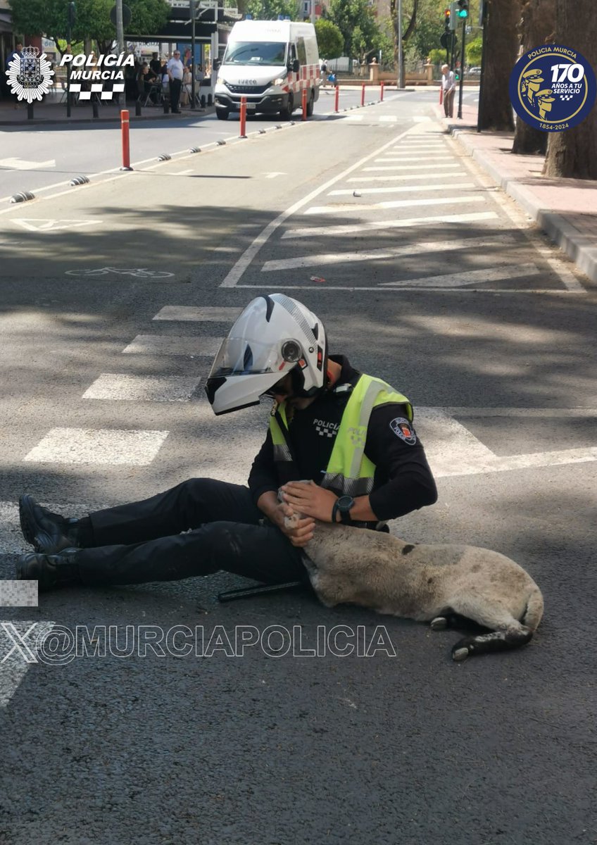 Nuestros agentes de Tráfico rescataron una ovejita mientras deambulaba por la calzada en el barrio de #LaFama, evitando así que fuera atropellada. Gracias por su rápida intervención y cuidado.👏👏