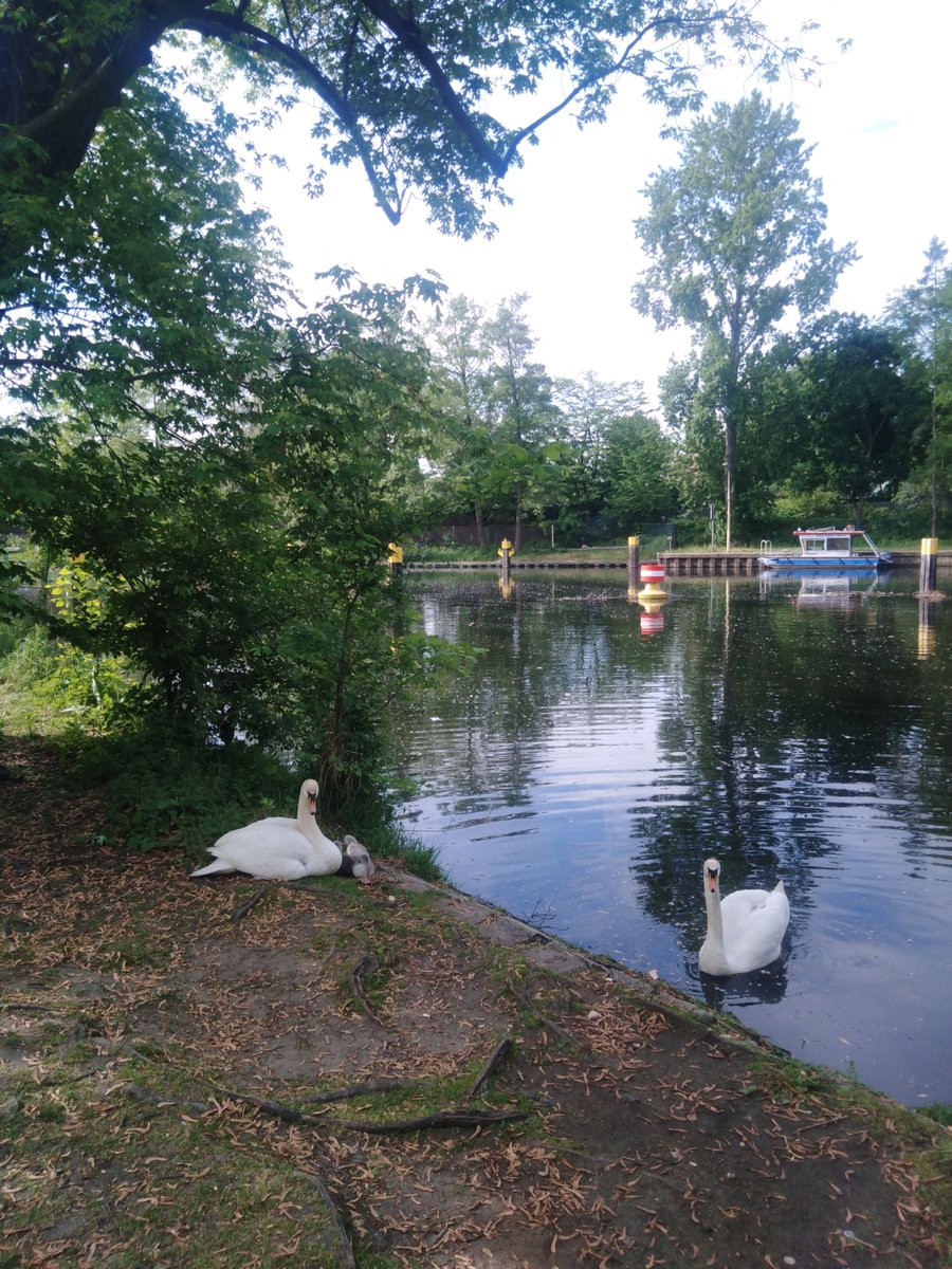 Swans chilling with their four day old cygnets