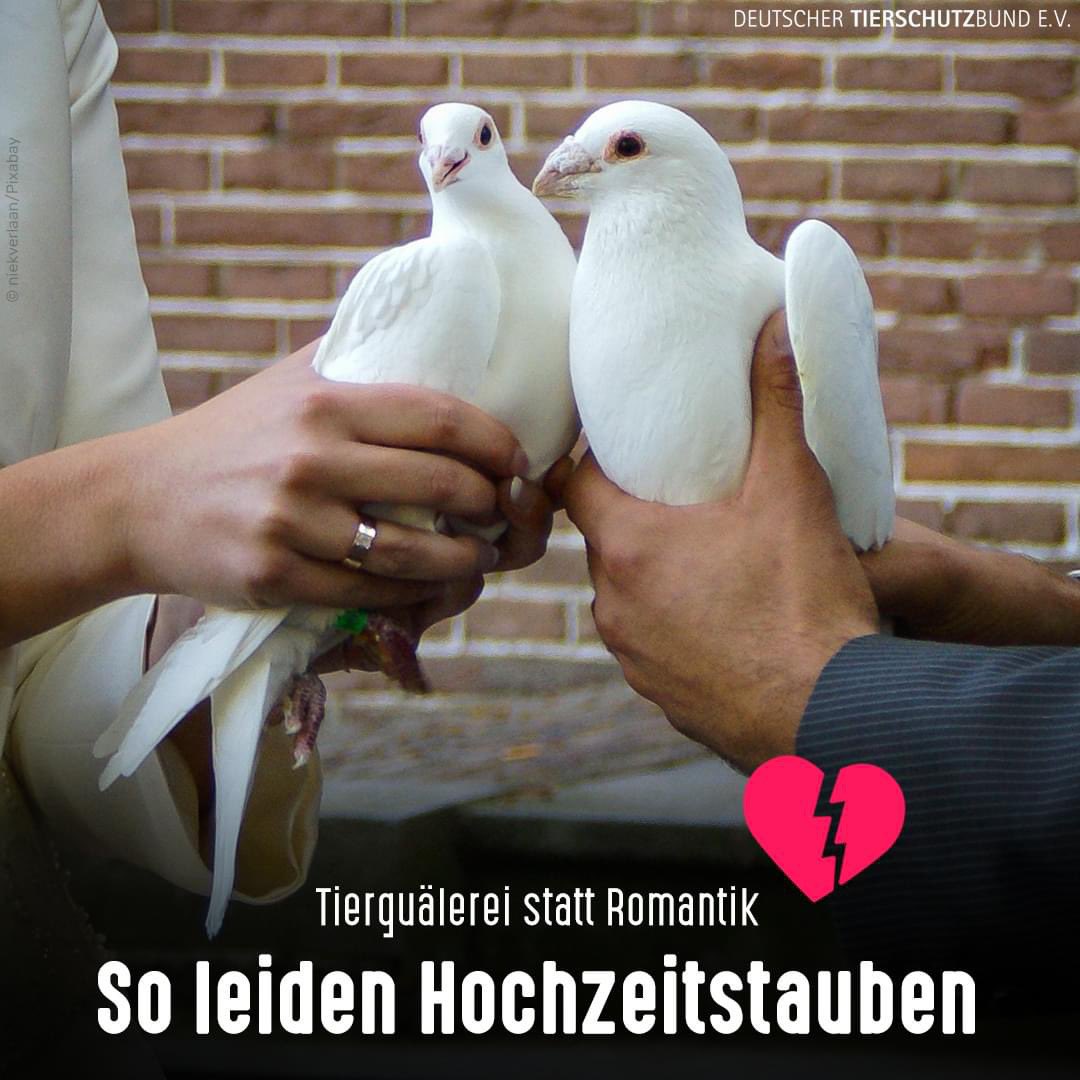 Bitte lasst keine #Hochzeitstauben fliegen! Zucht & Haltung bergen viele Probleme. Nach der Hochzeit finden die #Tauben oft nicht wieder zurück zu ihrem Schlag, viele verhungern in der unbekannten Umgebung oder schließen sich #Stadttauben an: duunddastier.de/hochzeitstaube… #RespektTaube