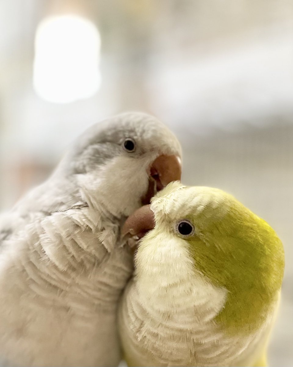 背伸びしながらお手入れ中😊💕
#オキナインコ
#quaker parakeet