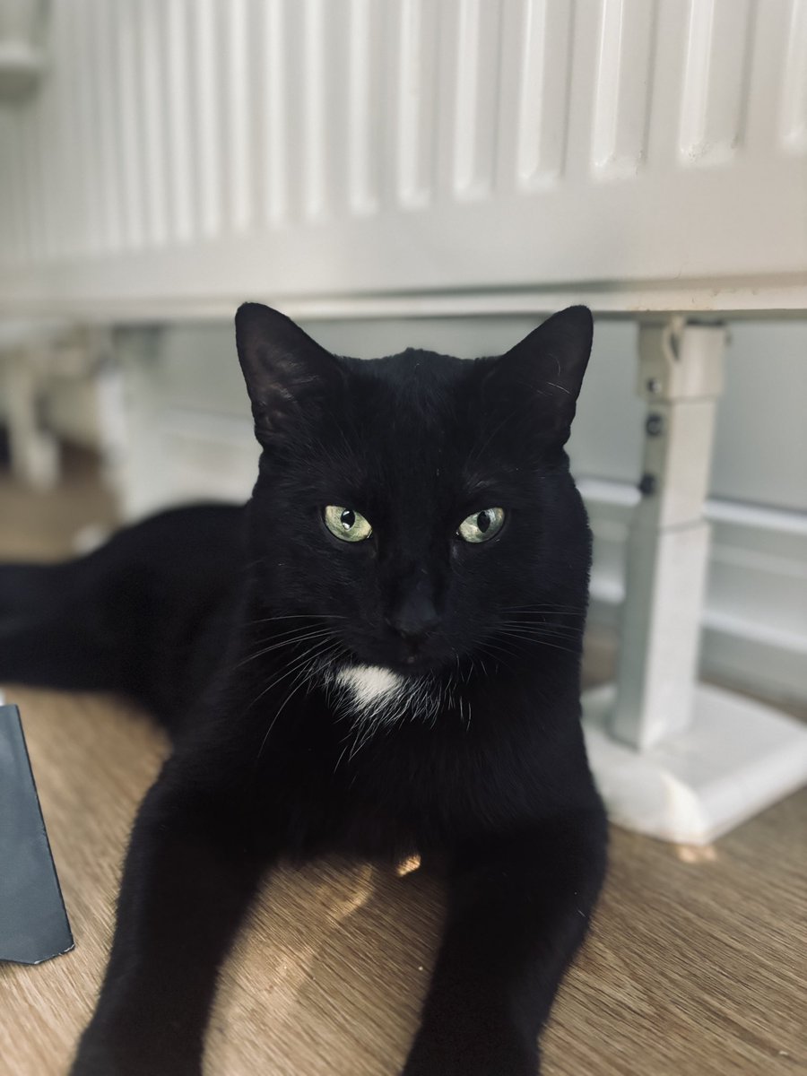 Sealina2k's tweet photo. So elega- nvm wtf
#voidkitty #blackcats #blackcat #Catsareinsane https://t.co/q9DKBua4P9