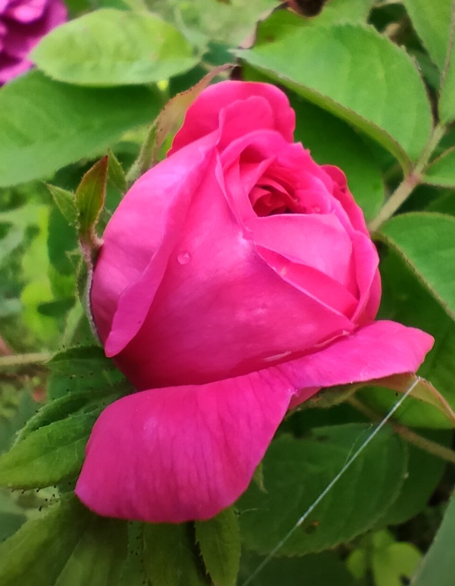 La pluie a cessé, il n'en reste qu'une perle. Une belle journée s'annonce... Qu'elle vous soit douce et agréable 🌿🌹🌿#rosewednesday #flowerphotography #MyGarden #Ligue_des_Optimistes