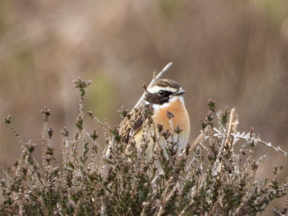 Whinchat studies, North York Moors. Good to see a return for at least one of the relatively local males yesterday evening. Always silent (for me) unlike the showier/noisier stonechat. @nybirdnews @teesbirds1 @NatureUK @Natures_Voice @YorksWildlife @NorthYorkMoors @YWT_North