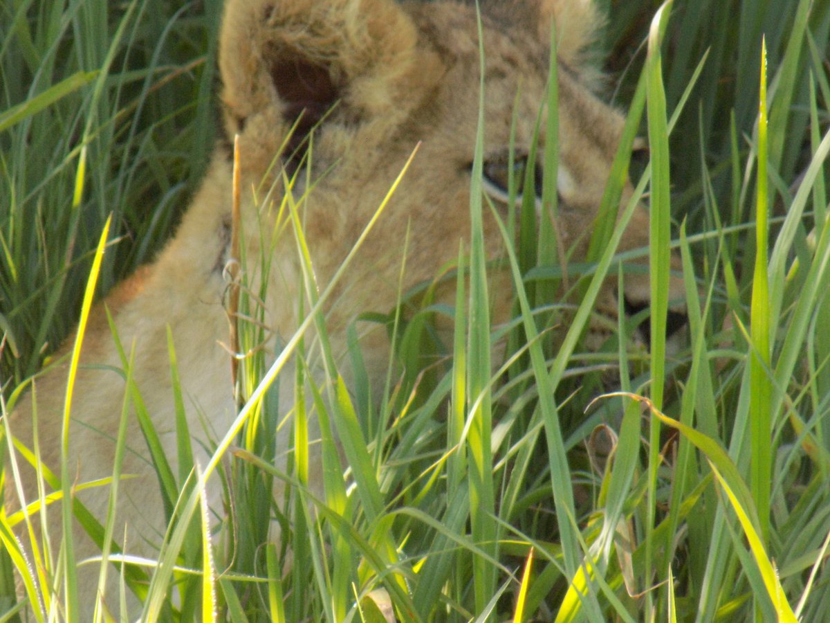lion cub 
#Lions #safari #AdventureTime #africansafari