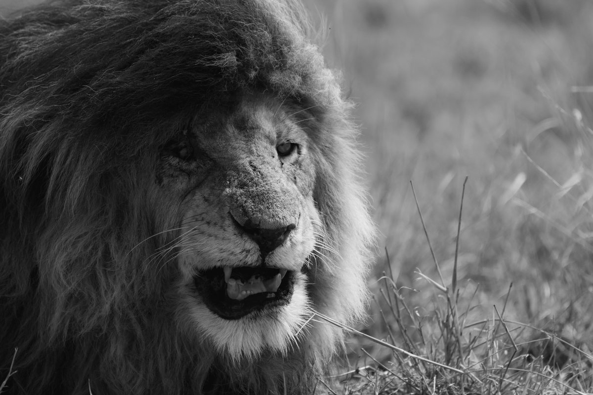 Legend Scarface -The Unbeatable who probably lost his eye fighting with other lions or by spear attack (?) | Masai Mara | Kenya
#Scarface #africageographic #africanwonders #bbcwildlifepotd #liveforthestory #masaimarabigcats #lionsofafrica #bownaankamal #masaimara