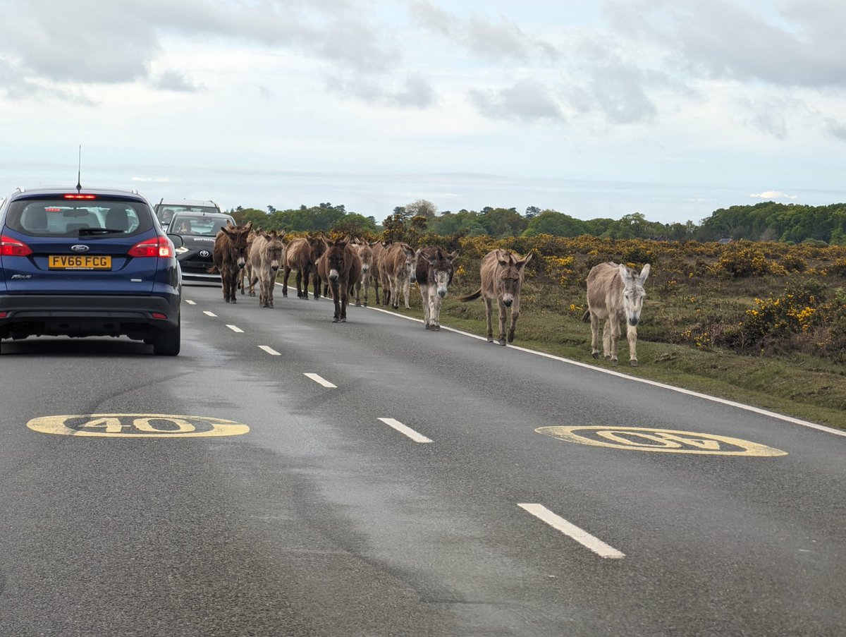 There are some real donkeys on the road these days! The joys of the New Forest commute. 😁 #countrylife