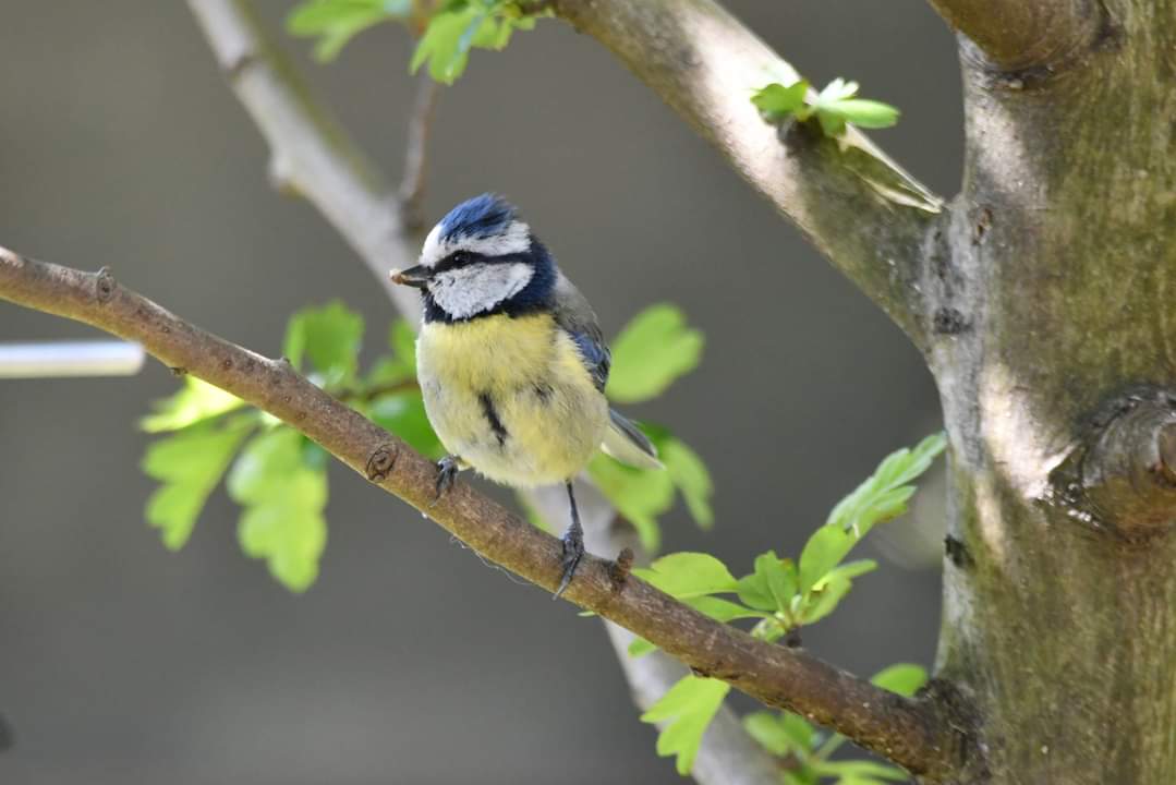 Blue-Tit 
Bude Cornwall 〓〓 
#wildlife #nature #lovebude 
#bude #Cornwall #Kernow #wildlifephotography #birdwatching
#BirdsOfTwitter
#TwitterNatureCommunity
#BlueTit