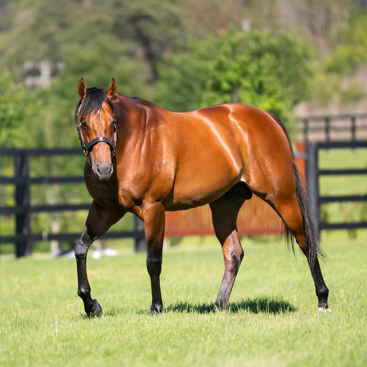 Farnan is the best credentialed Champion 2YO Golden Slipper winner to retire to stud in over a decade, and his debut yearling sales results unmistakably reflect his appeal 💥 #TheObviousChoice #KiaOraStallions