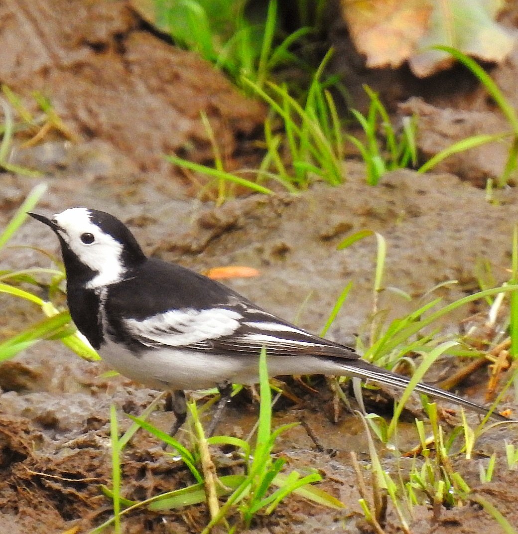Pied wagtail in a field. Have a good day folks. @Natures_Voice @RSPBScotland #BirdsSeenIn2024 🏴󠁧󠁢󠁳󠁣󠁴󠁿 #NaturePhotography #nature #wildlife #wildlifephotography #birds #birdphotography #birdwatching #TwitterNatureCommunity