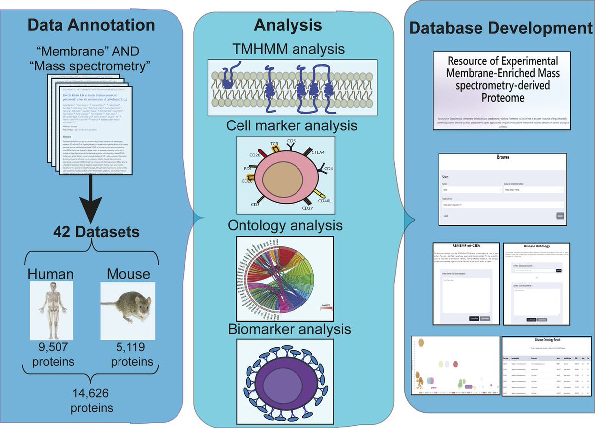 A database for membrane-associated proteomes in human and mouse systems named Resource of Experimental-Membrane-Enriched Mass spectrometry-derived Proteome (REMEMProt) @YenUniT @Anjana__Aravind 
life-science-alliance.org/content/7/7/e2…