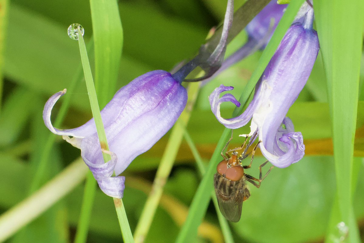 Bluebell, Rhingia and Raindrop. Seen a lot of these this spring 😊 (a bit too many of the latter 🙁🌧️) #WildWebsWednesday