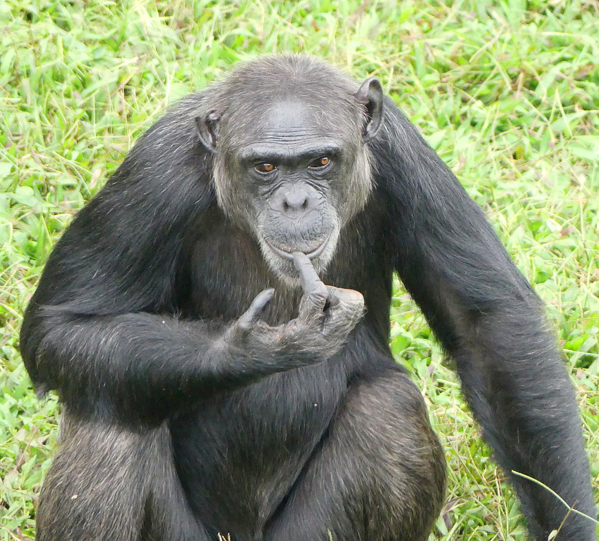 #Chimpchronicles Meet Katie, the first chimp to give birth on the island. In 2002, Katie gave birth to Kyewunyo surprising everyone since all female chimps are put on birth control. But alas, the chimps had figured out how to remove the implants and now we have more chimp babies.