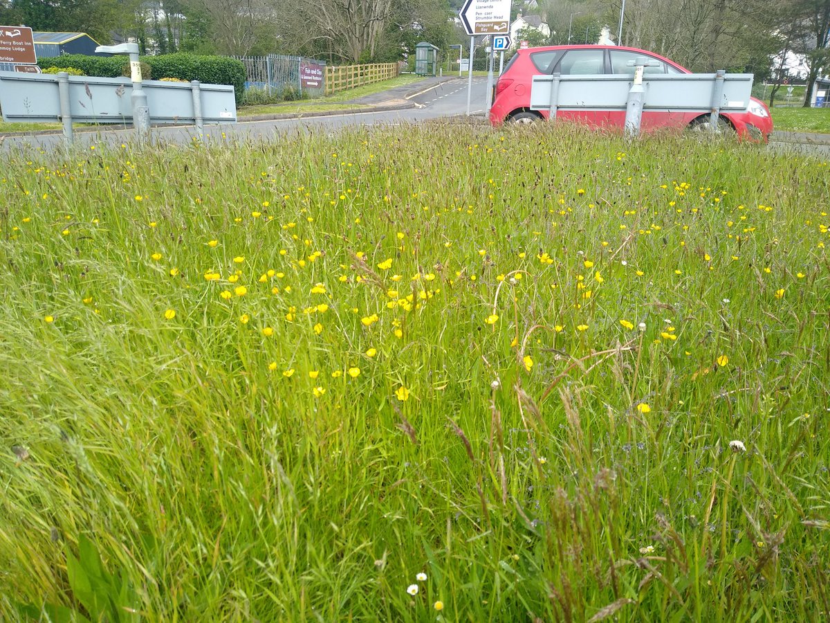 Great job Pembrokeshire County Council @Pembrokeshire not mowing roundabout at entrance to Fishguard Port. Please leave it to continue to flower. So many plant species there now. Looks stunning. Can we have more of this please across Pembrokeshire 👍 #NoMowMay @PaulDaviesPembs