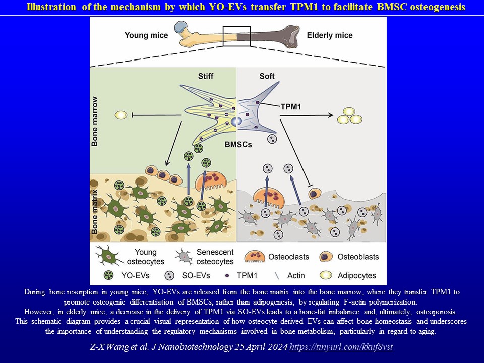 Young osteocyte-derived extracellular vesicles facilitate osteogenesis by transferring tropomyosin-1. Z-X Wang et al. J Nanobiotechnology 25 April 2024 tinyurl.com/kkuf8vst ...fine experiments in young and old mouse models    … potential therapeutic target for bone diseases