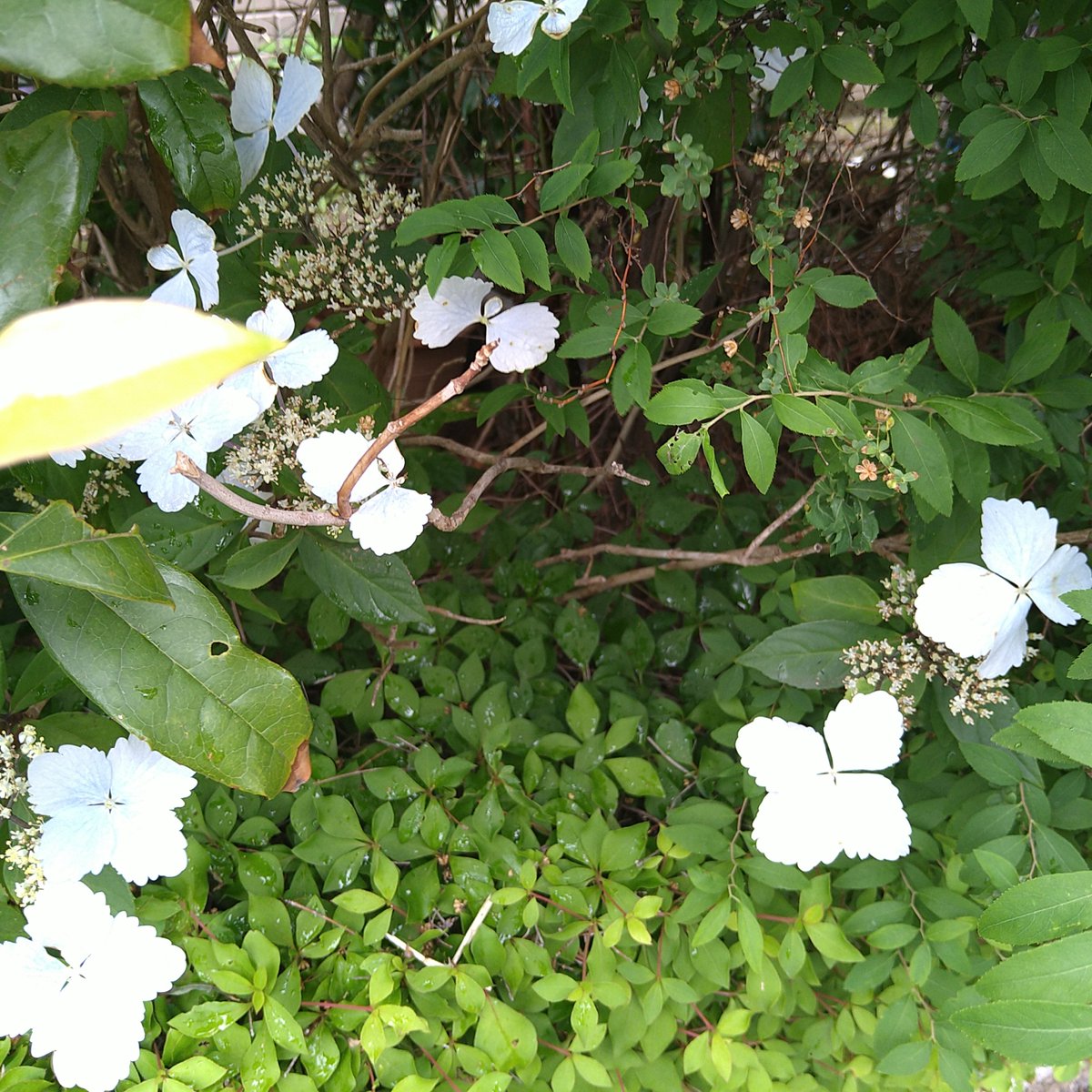 ヤマアジサイでしょうか?