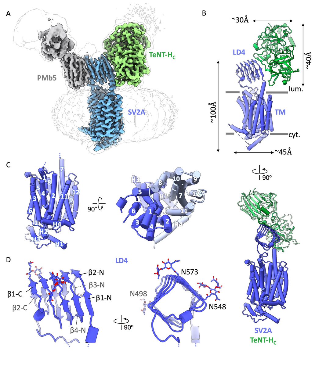 Excited to share a new preprint of the lab! Using native SV2A and cryo-EM we provide the structural basis for tetanus toxin entry into central neurons and reveal the binding mode of the anti-seizure drug Levetiracetam used in the treatment of epilepsy.   biorxiv.org/content/10.110…