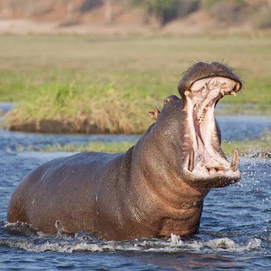 The Rugby 7s Champion, The Rugby King of the East of Eastern Uganda, The conqueror of dictators.....

🫴 #NSRC2024 Semi Finalist Extraordinaire - HIPPOS RUGBY🔥

#HipposTunameza🖤💛🤍