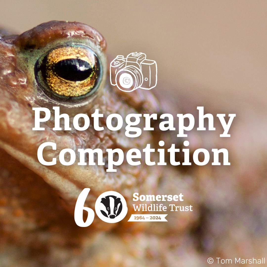 Our 2024 photography competition is live! 📸 We're hosting a special photography competition to celebrate our 60th anniversary! The theme is 'Capturing Somerset', and all ages are welcome to enter. Learn more below! 👇 somersetwildlife.org/photo-competit… #Somerset #60YearsofSWT