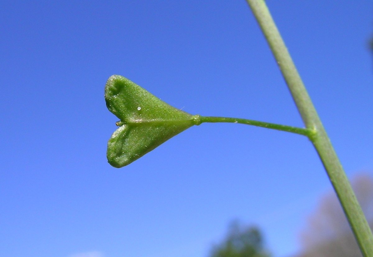 Lepeldief, mager(-)mannetje of beurzewied zijn dialectwoorden voor het herderstasje. Maar waar komen die woorden vandaan en waar worden ze gebruikt?
ivdnt.org/actueel/woorde…