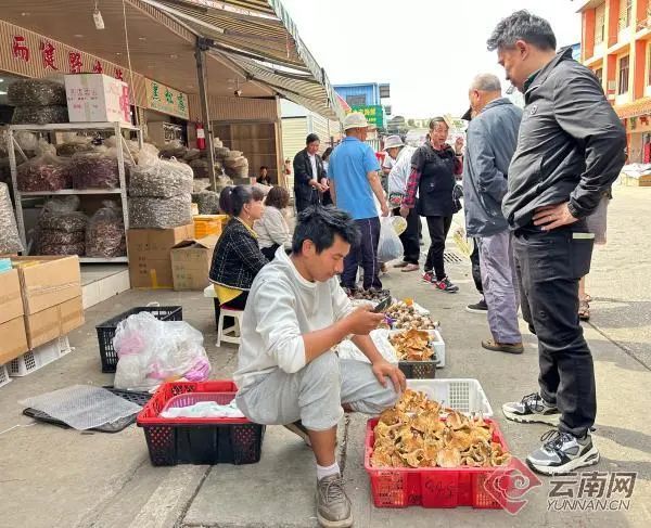 Rainy season = Mushroom season in Yunnan! 🍄🌧️ Explore the largest wild mushroom bazaar at Yunnan Mushuihua. From foraging to feasting, it's a mycologist's dream! #MushroomHunting #Yunnan