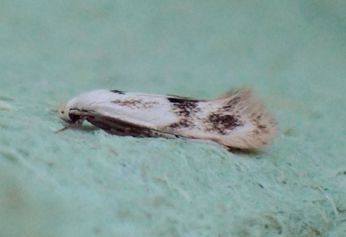 A welcome 66/27 in the Upton garden trap this morning, including Seraphim, Elachista maculicerusella, & Mompha divisella (Na) #TeamMoth @DorsetMoths