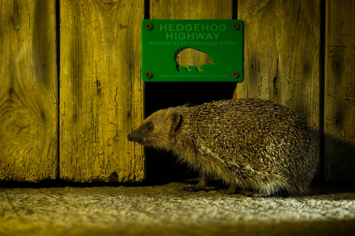 Want to help hedgehogs this #HedgehogWeek but don’t have a garden? 🦔💡 We’ve got you covered – check out our inspo for how to help in many other ways! 👉 hedgehogstreet.org/how-to-help-wi… #HedgehogStreet is a joint campaign run by us and @hedgehogsociety 📸Christopher Morgan