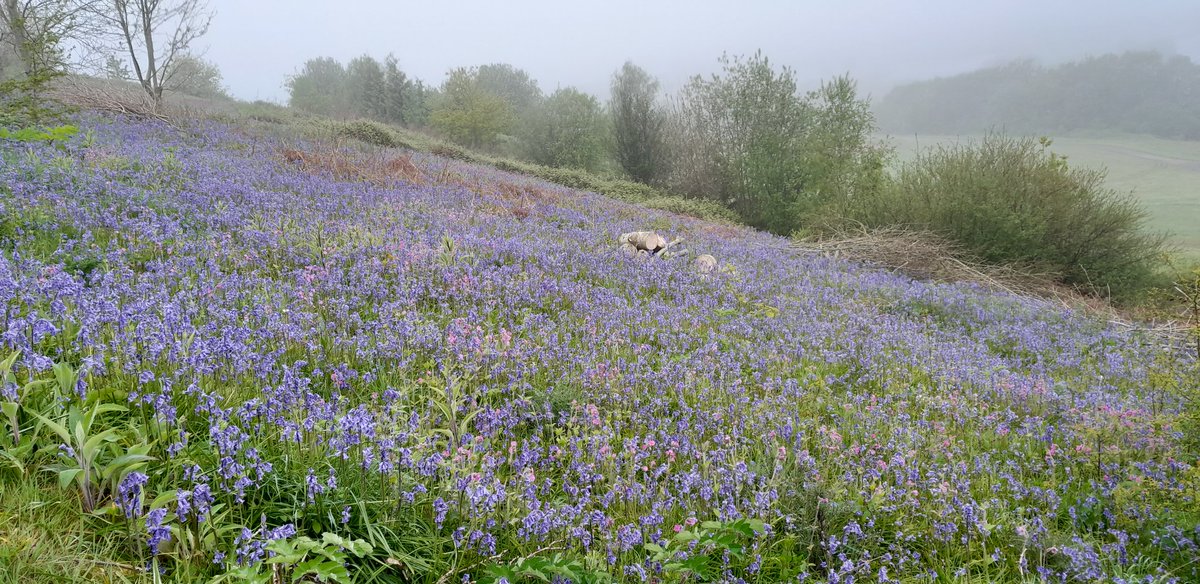 Gary Connell (@garycon11024388) on Twitter photo Our bees arrived yesterday at <a href="/TheCelticManor/">Celtic Manor Resort</a>. We have a lovely quiet apiary over looking the 2010 course from where they have access to some fantastic foraging areas like this south facing bluebell slope <a href="/sustainablegolf/">GEO Foundation for Sustainable Golf</a> Our bees arrived yesterday at <a href="/TheCelticManor/">Celtic Manor Resort</a>. We have a lovely quiet apiary over looking the 2010 course from where they have access to some fantastic foraging areas like this south facing bluebell slope <a href="/sustainablegolf/">GEO Foundation for Sustainable Golf</a>