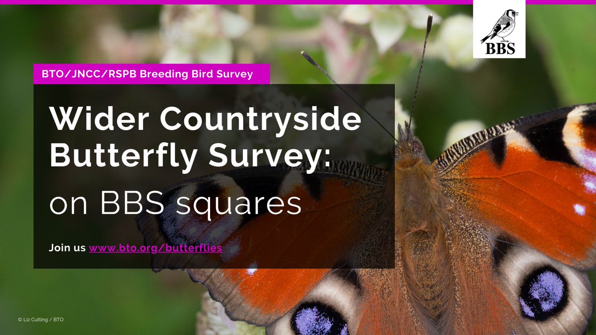 (1/2) The weather in much of the UK finally seems to be warming up, which is definitely a bonus! If you survey a BBS square, why not consider signing up to do extra visits to your square to survey butterflies, as part of the Wider Countryside Butterfly Survey? (@WCBSLive)