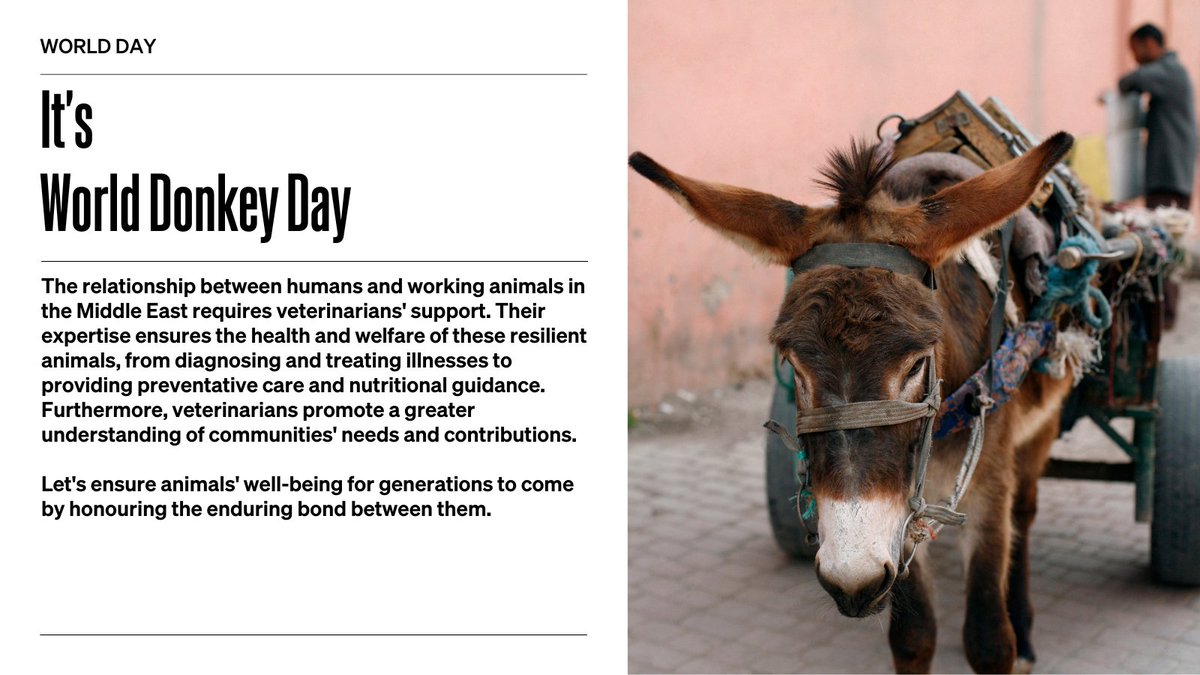 🌍🐴#WorldDonkeyDay! 🎉 At @WOAH, we're committed to safeguarding donkey health and welfare worldwide. From preventing disease to ensuring access to quality veterinary care, we work tirelessly to protect these resilient animals from suffering.