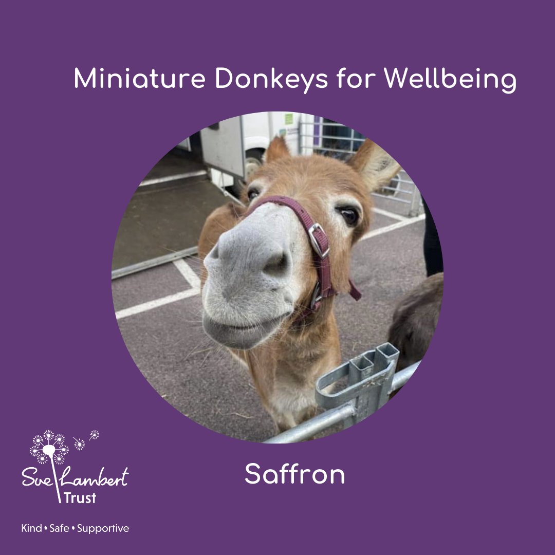 Did you know today is World Donkey Day so today we would like to give a shout out to the Miniature Donkeys for Wellbeing based in South Norfolk. Say hi to Saffron - how lovely is she? Have you met a mini donk? #WellbeingWednesday  #WorldDonkeyDay #MiniatureDonkeys