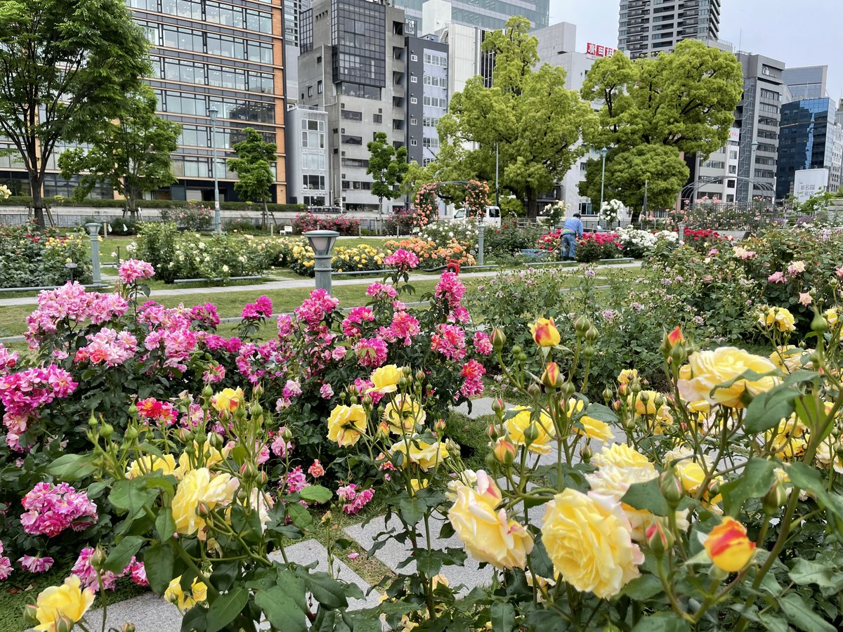 中之島公園のバラが見頃になる5月11日（土曜日）・12日（日曜日）に、春の水都大阪ウイーク「Sound of Rose Garden～薔薇香るリバークルーズ～」を開催！
バラのウォールアートやキッチンカーなど、楽しいイベントが盛りだくさん！クルーズ船も運航するから、遊びに来てな♪

suito-osaka.jp/tourism/event/…