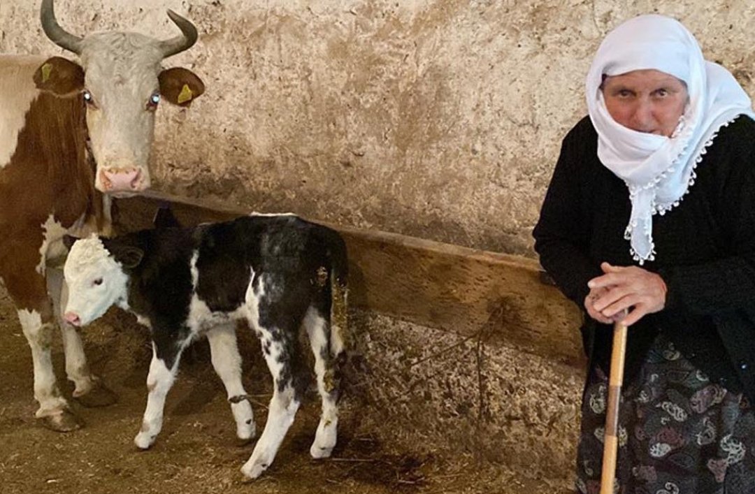 🔴Kars'ta hayvancılık ile uğraşan 71 yaşındaki Sarıgül Kaçan, buzağasını satıp parasını Filistin'e göndereceğini açıkladı.